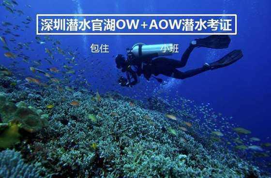 小猫钓鱼正版下载中文版